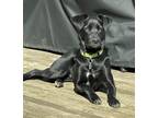 Adopt Nikki a Black - with White Labrador Retriever / Shepherd (Unknown Type) /