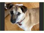 Adopt Leila a Tan/Yellow/Fawn Shepherd (Unknown Type) / Mixed dog in Amherst