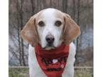 Adopt Brantley a White - with Red, Golden, Orange or Chestnut Foxhound / Hound