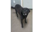 Adopt Jasmine a Black Labrador Retriever / Mixed dog in Owenton, KY (40941552)