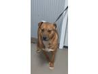 Adopt Boomer a Tan/Yellow/Fawn - with White Feist dog in Owenton, KY (40941551)