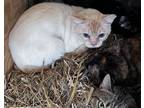 Adopt Wexler a White (Mostly) Siamese (short coat) cat in Jackson, GA (40934413)