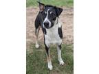 Adopt Walter a Labrador Retriever / Jack Russell Terrier / Mixed dog in Ocala