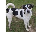 Adopt Georgie a Pointer / Labrador Retriever / Mixed dog in Ocala, FL (40505905)