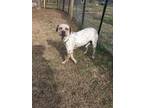 Adopt Speckles a White - with Brown or Chocolate Pit Bull Terrier dog in Ola