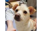Adopt Victor a White - with Tan, Yellow or Fawn Dachshund / Jindo / Mixed dog in