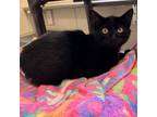Adopt Camden a Domestic Shorthair / Mixed cat in Rocky Mount, VA (39092387)