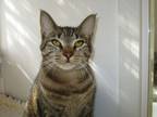 Adopt Gizmo a Brown Tabby Domestic Shorthair (short coat) cat in Belmont