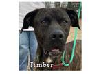 Adopt Timber a Brindle - with White Great Dane / Mastiff / Mixed dog in