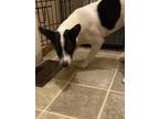 Adopt Maggie Moo a White - with Black Smooth Fox Terrier / Rat Terrier / Mixed