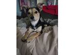 Adopt Bob a Black - with Tan, Yellow or Fawn Chiweenie / Mixed dog in