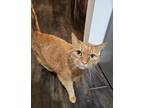 Adopt Dexter a Orange or Red Tabby Tabby (short coat) cat in Lompoc