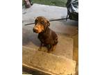 Adopt Canelo a Red/Golden/Orange/Chestnut Doberman Pinscher / Mixed dog in