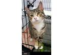 Adopt Jewel a Tiger Striped Domestic Shorthair (short coat) cat in Key Largo