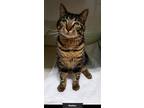 Adopt Sheldon a Brown Tabby Domestic Shorthair (short coat) cat in Key Largo
