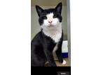 Adopt Rocky a Black & White or Tuxedo Domestic Shorthair (short coat) cat in Key