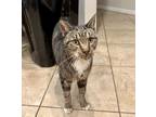 Adopt Calvin a Tan or Fawn Tabby Domestic Shorthair (short coat) cat in Oakland