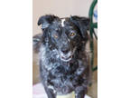 Adopt Willow a Black Australian Cattle Dog / Mixed dog in Frazier Park