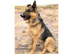 Adopt Aleah a Black - with Tan, Yellow or Fawn German Shepherd Dog / Mixed dog
