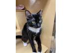 Adopt Millie a Black & White or Tuxedo Domestic Shorthair (short coat) cat in