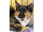 Adopt Lacey a Calico or Dilute Calico Polydactyl/Hemingway (short coat) cat in