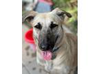 Adopt Nonie 2802 a Tan/Yellow/Fawn - with Black German Shepherd Dog / Mixed dog