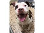 Adopt Bentley a White - with Brown or Chocolate Mixed Breed (Large) / Mixed dog