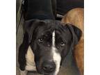 Adopt 55125960 a Black American Pit Bull Terrier / Mixed Breed (Medium) / Mixed