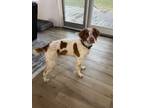 Adopt Tucker a White - with Brown or Chocolate Brittany / Mixed dog in Fort