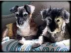 Adopt Helen a Black Miniature Schnauzer / Mixed dog in Sharonville