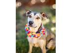 Adopt Bonnie a Tan/Yellow/Fawn - with Black Whippet / Mixed dog in Anza