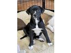Adopt Rosie a Black - with White Boxer / Labrador Retriever / Mixed dog in Heber