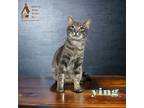 Adopt YING a Gray or Blue Domestic Mediumhair / Domestic Shorthair / Mixed cat