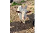 Adopt Boudreaux a Goat farm-type animal in Saint Francisville, LA (40753904)