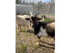 Adopt Thibodeaux a Goat farm-type animal in Saint Francisville, LA (40753903)