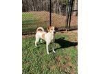 Adopt Hooch a White Hound (Unknown Type) / Mixed Breed (Medium) / Mixed (short