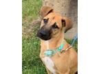 Adopt Rizzo a Tan/Yellow/Fawn Dachshund / Black Mouth Cur / Mixed (short coat)