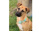 Adopt Rizzo a Tan/Yellow/Fawn Dachshund / Black Mouth Cur / Mixed dog in