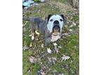 Adopt Ace a Brindle - with White Boxer / Mixed dog in Westminster, MD (40938375)