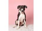 Adopt Betty a Black American Pit Bull Terrier / Mixed Breed (Medium) / Mixed
