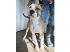 Adopt Bentley/ Koda a Brown/Chocolate - with White Pit Bull Terrier dog in