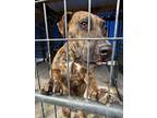 Adopt Liza a Brindle Mountain Cur / Plott Hound dog in Opelousas, LA (40938264)