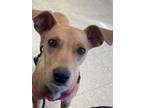 Adopt Penny a Retriever (Unknown Type) dog in Oklahoma City, OK (40035051)