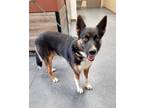 Adopt Toady Bear a Tricolor (Tan/Brown & Black & White) Shepherd (Unknown Type)