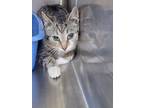 Adopt Riggins a Brown Tabby Domestic Shorthair / Mixed Breed (Medium) / Mixed