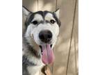 Adopt Oso a Black - with White Siberian Husky / Mixed dog in Silverdale