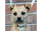 Adopt OSHA a Tan/Yellow/Fawn Terrier (Unknown Type, Medium) / Mixed Breed
