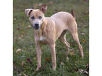 Adopt Blossom a Tan/Yellow/Fawn Weimaraner / Carolina Dog / Mixed dog in