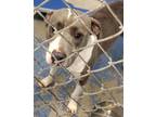 Adopt RICO a White Mixed Breed (Small) / Mixed Breed (Medium) / Mixed (short