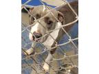 Adopt RICO a White Mixed Breed (Large) / Mixed dog in Greenville, GA (40937843)